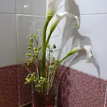 La Condesa Apartment
